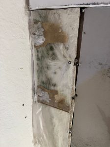 Toronto Mold removal behind drywall