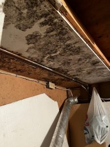 Toronto Mold removal in basement HVAC room