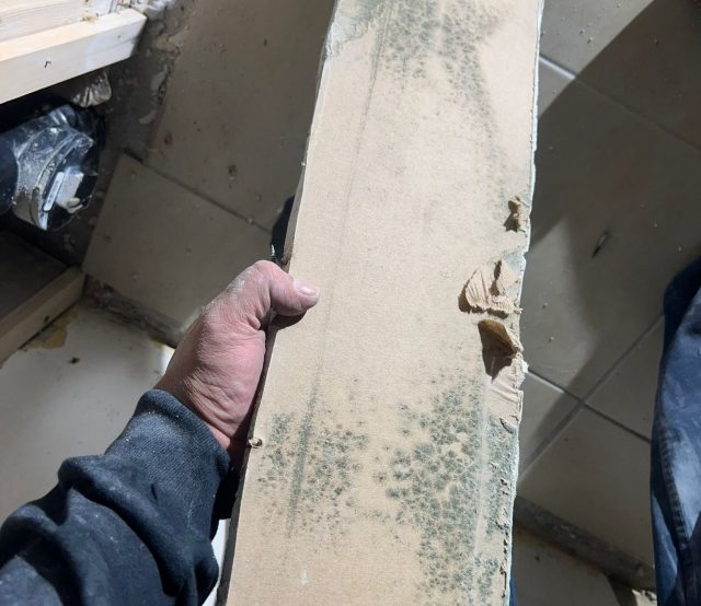 Mold testing Toronto found when removing drywall