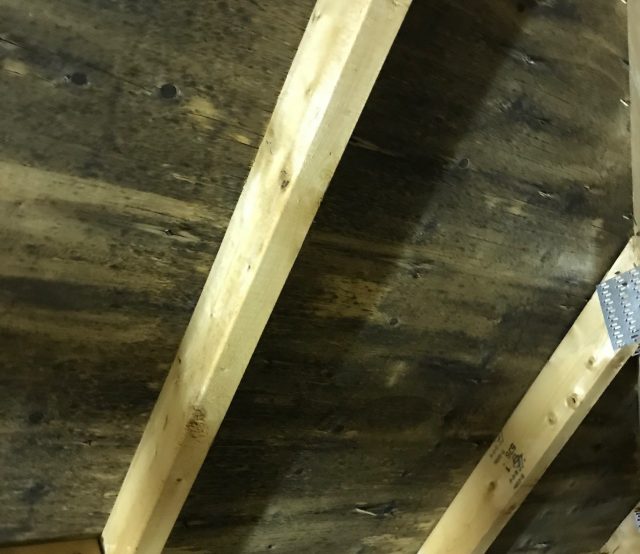 Toronto attic mold remediation-Attic mold_1