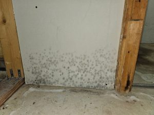 Toronto mold remediation_mold in home drywall_1